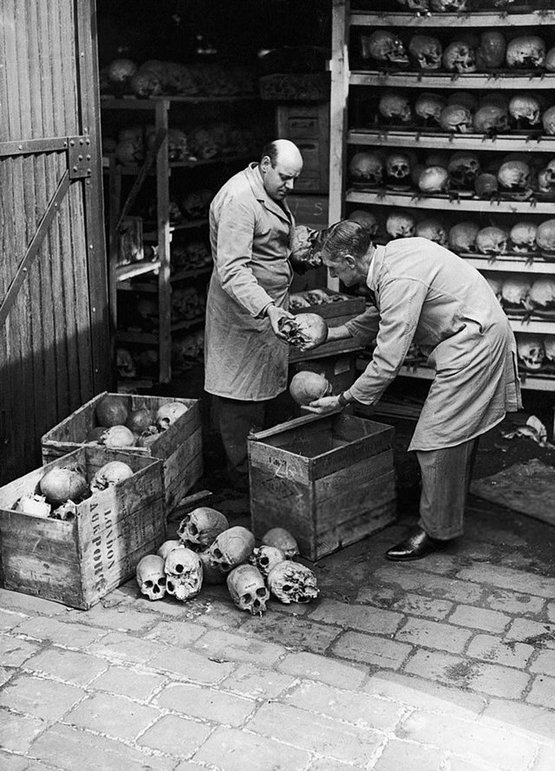 1948_attendants_from_the_royal_college_of_surgeons_packing_up_human_skulls_to_send_to_the_natural_history_museum_london_england.jpg