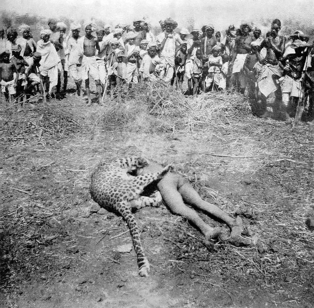 1901_the_gunsore_leopard_after_it_was_shot_by_british_officer_w_a_conduitt_credited_with_at_least_20_human_deaths_the_leopard_was_killed_on_top_of_its_last_victim_a_child_from_somnapur_india.jpg