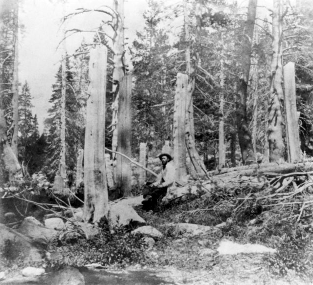 1866_stumps_of_trees_cut_at_the_alder_creek_site_by_members_of_the_donner_party_the_height_of_the_stumps_indicates_the_depth_of_snow.jpg