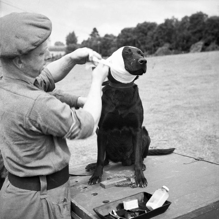 1944. Bayeaux, Franciaország. Jasper, az aknakereső kutya sérült fülét kötözik..jpg