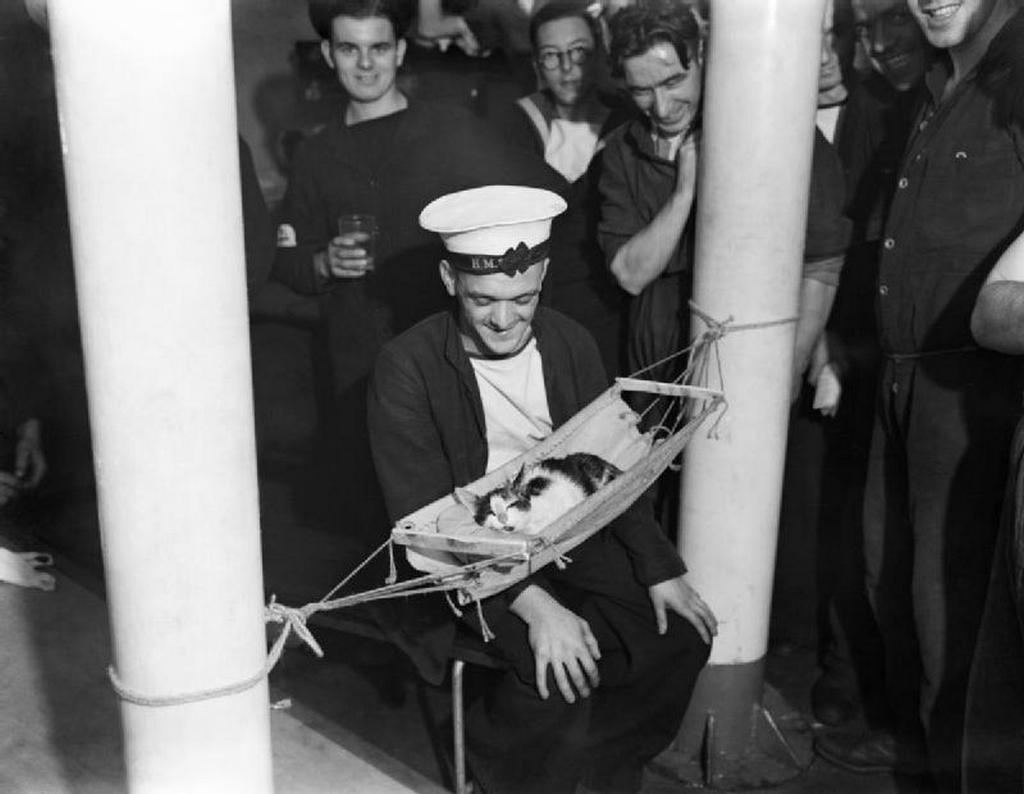 1941_convoy_the_cat_asleep_in_a_hammock_aboard_hms_hermione.jpg