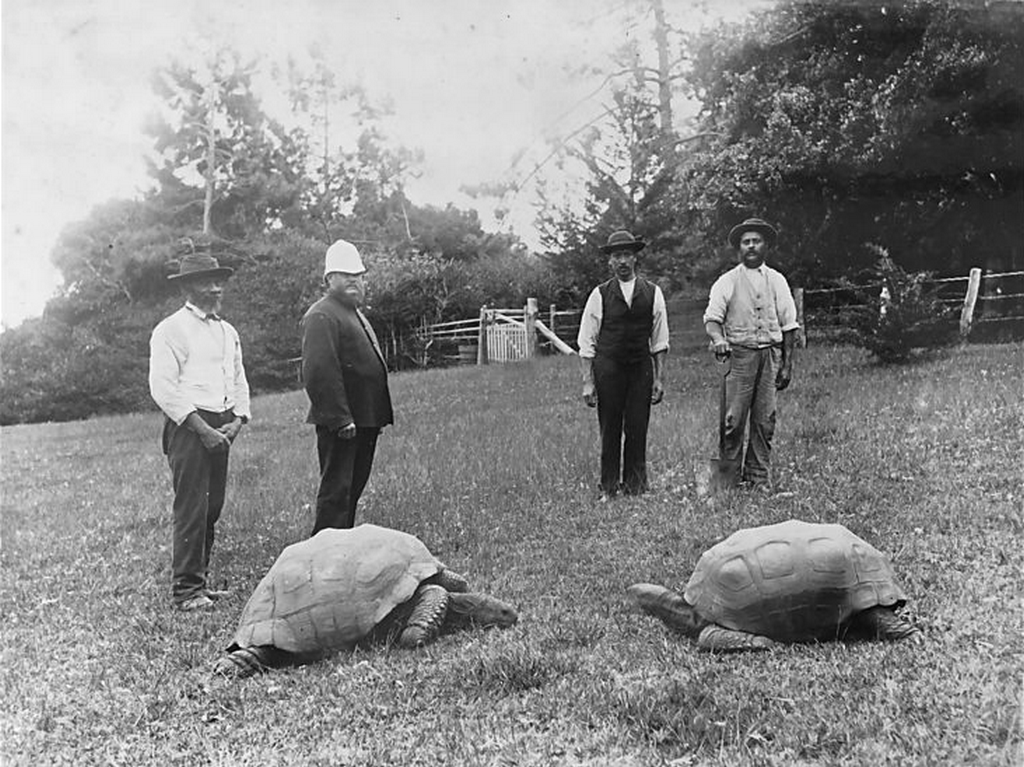 1886_st_helena_jonathan_the_tortoise_the_giant_tortoise_on_the_left_as_photographed_in_1886_jonathan_is_alive_even_today_and_is_presently_186-187_years_old.png