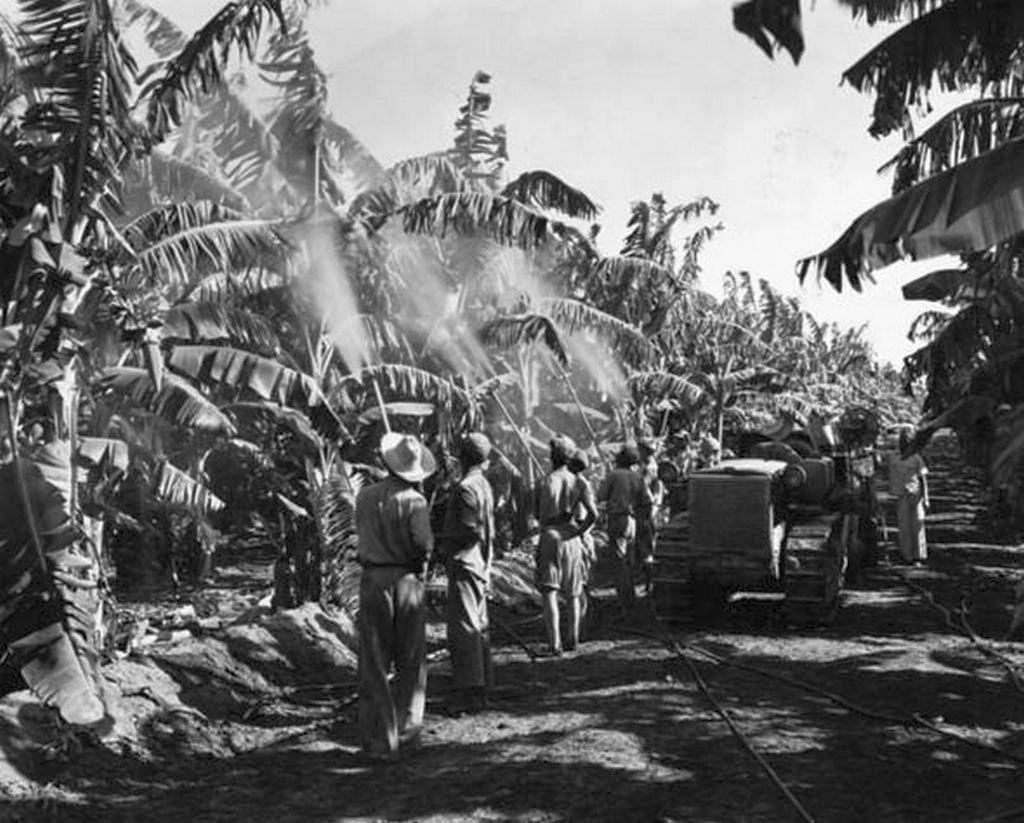 1950_plantations_workers_spray_the_banana_trees_to_protect_from_disease_in_the_dominican_republic.jpg