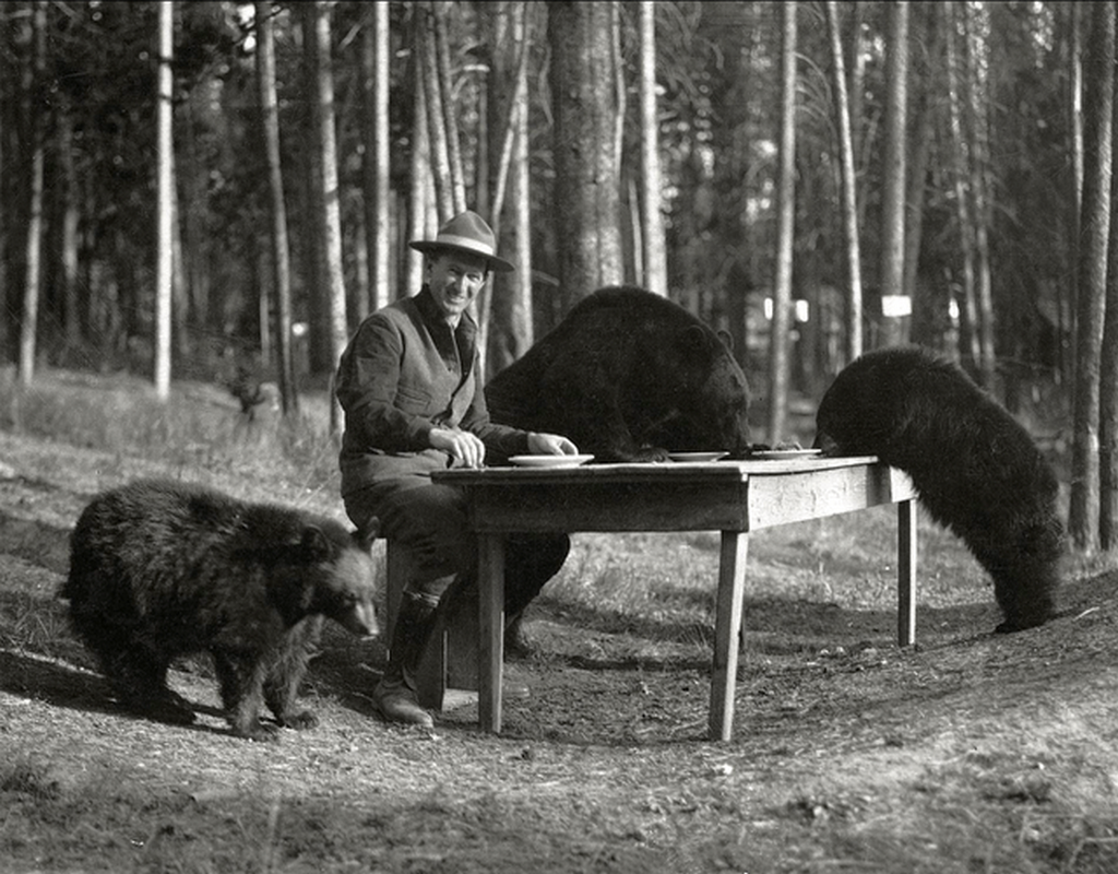 1924_horace_marden_albright_superintendent_of_yellowstone_national_park_during_the_1920s_sits_at_a_table_with_three_bears.png