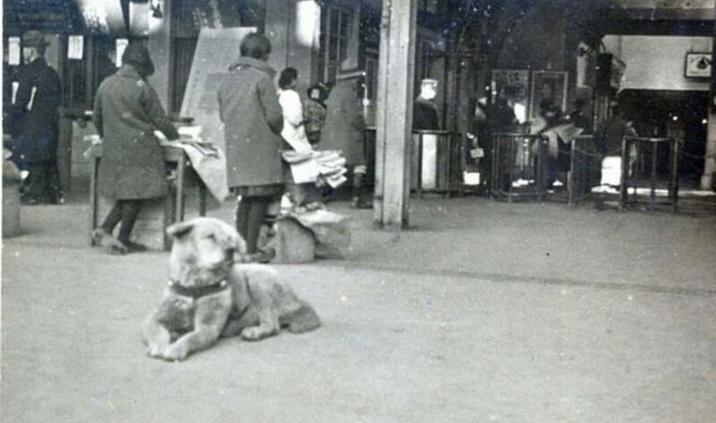 1934_hachiko_waiting_at_shibuya_station_tokyo_1934_photograph_taken_by_isamu_yamamoto.jpg