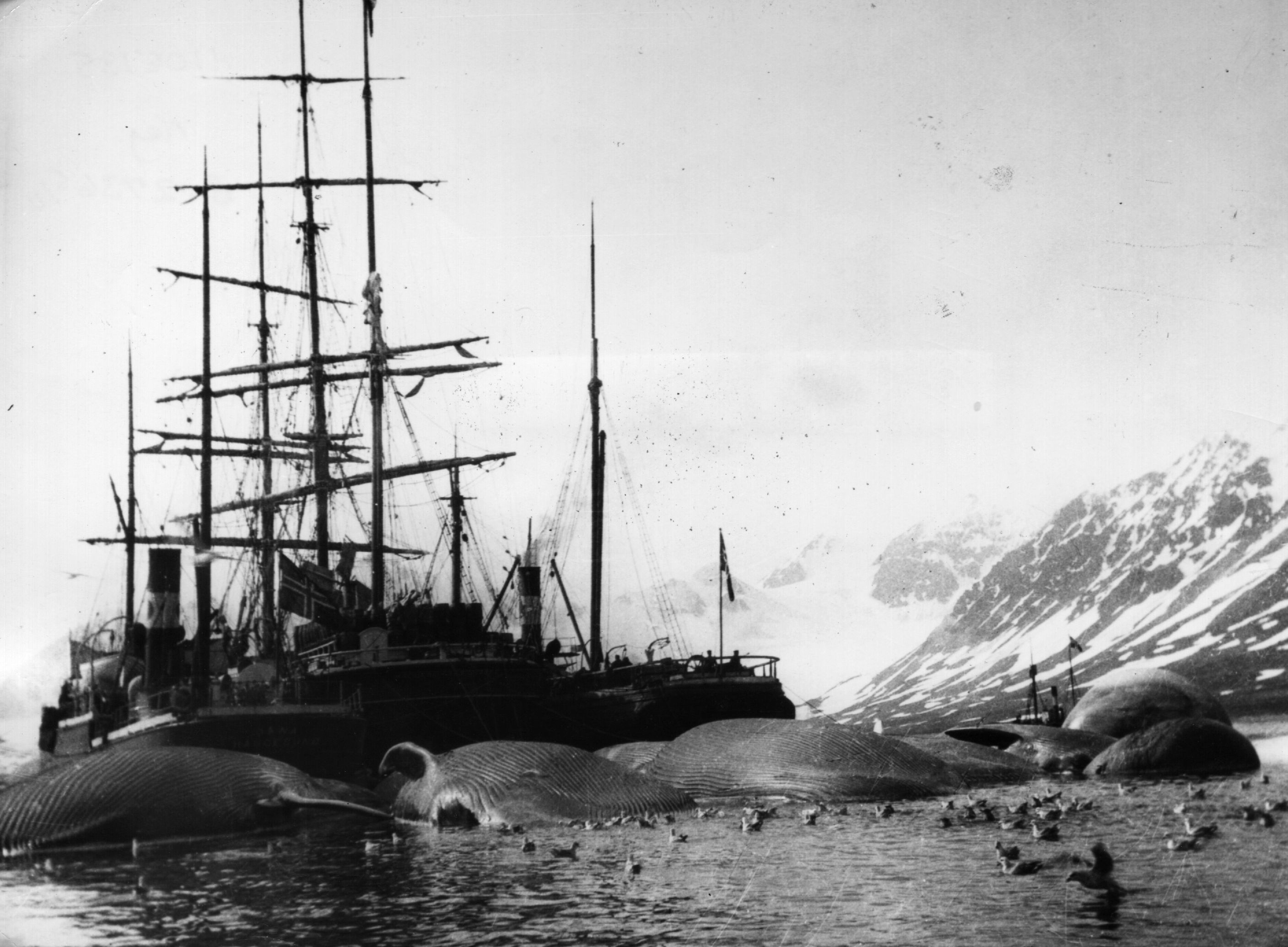 1905. Bálnavadászhjó és zsákmánya a Spitzbergákon..jpg