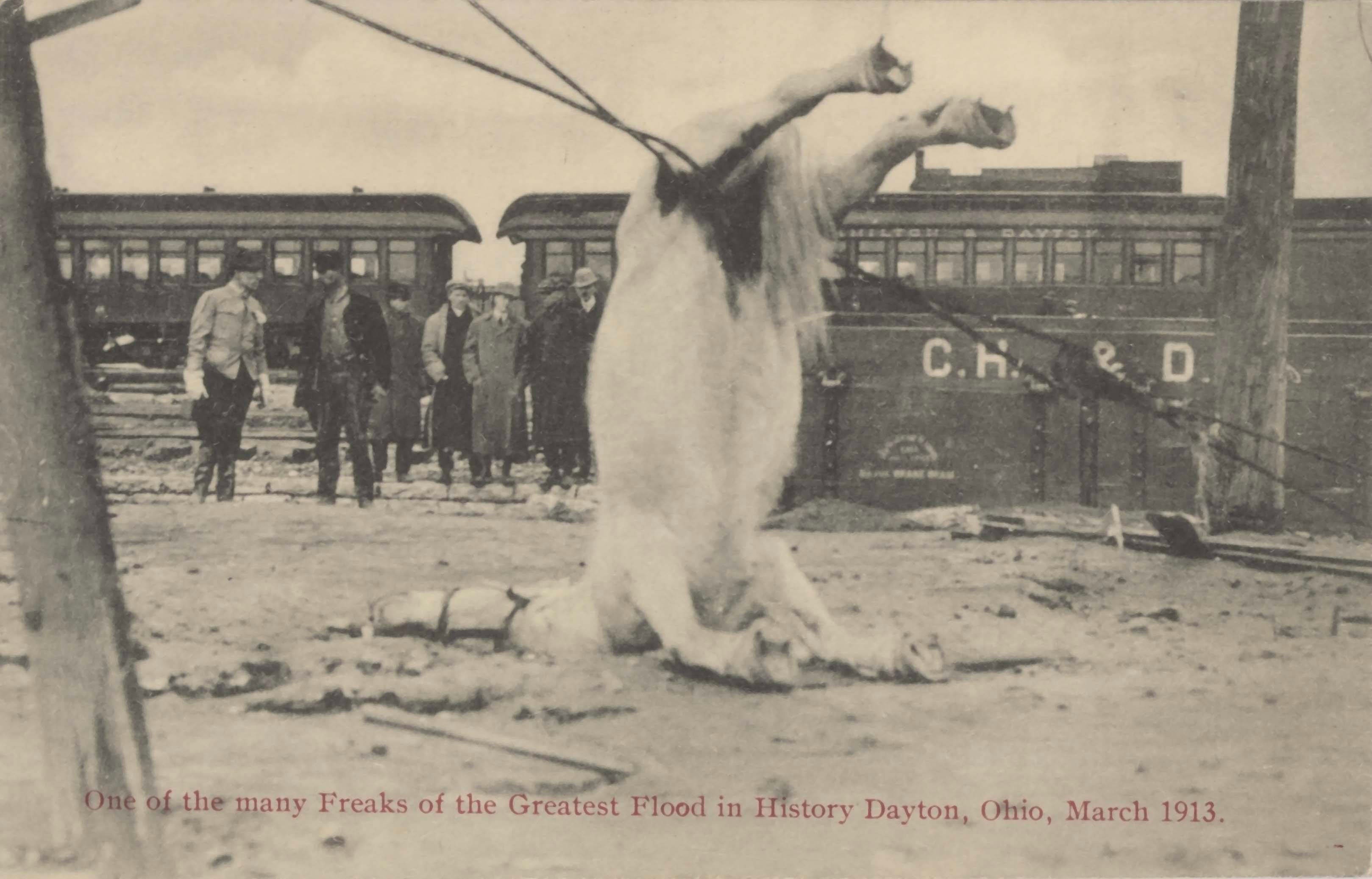 1913. Dayton, Ohio. Az árvíz után egy huzalon fennakadt ló teteme. Kb. 3000 ló fulladt meg azokban a napokban..jpg