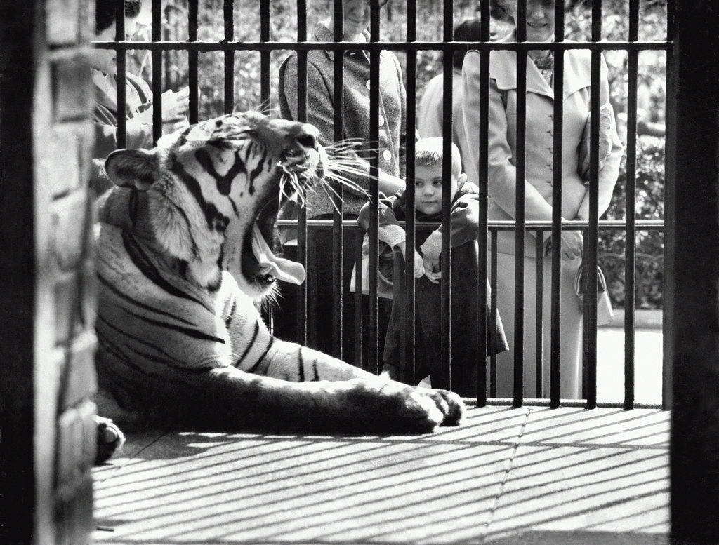 1960_a_boy_observed_a_tired_tiger_in_the_central_park_zoo.jpg