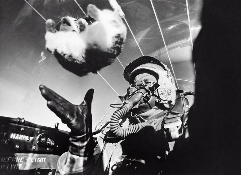 1958. Súlytalanság kísérlet macskával egy F94-C repülő fedélzetén..JPG