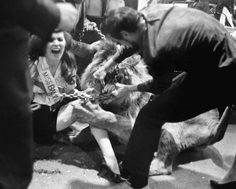 1966. Nell Theobald modellt a new yorki autószalon BMW standján fotózás közben egy oroszlán támadta meg. A hölgy lábát sikerült megmenteni és 250 ezer dolláros kártérítést is kapott..JPG