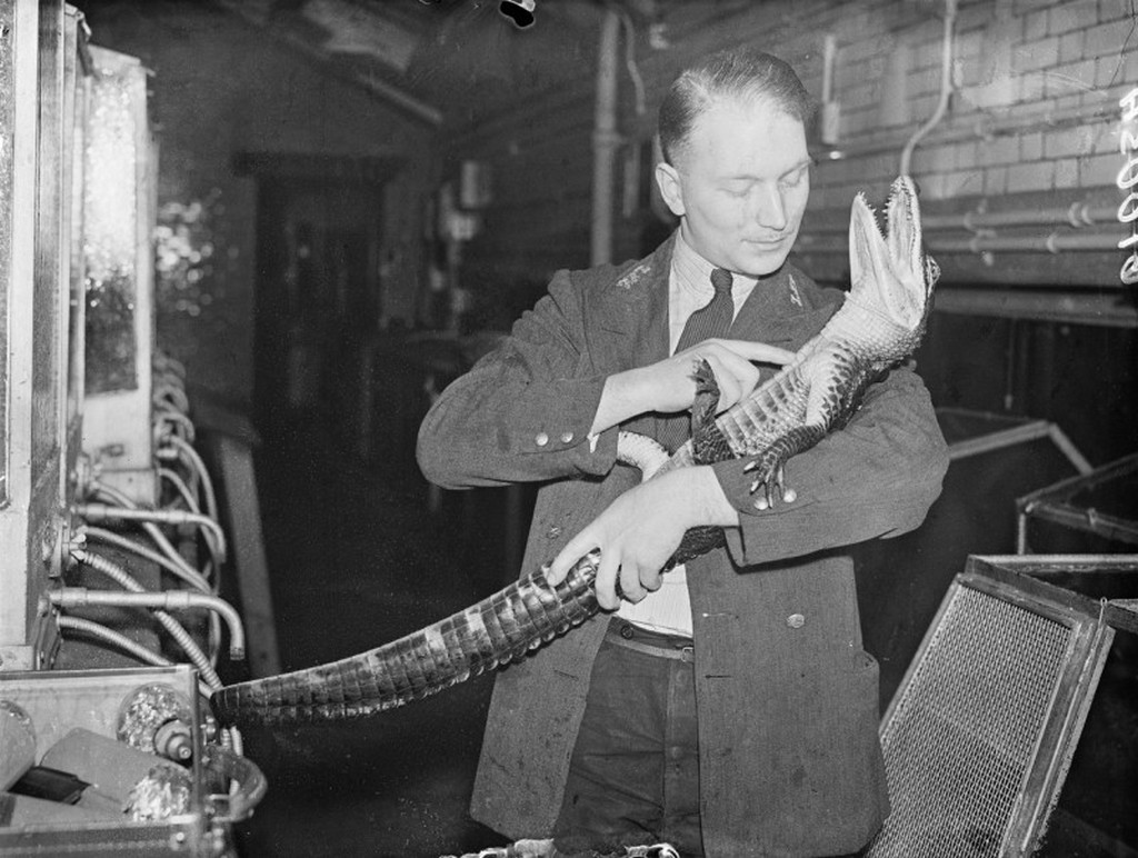 1937_peter_az_aligator_a_londoni_allatkert_lakoja.jpg