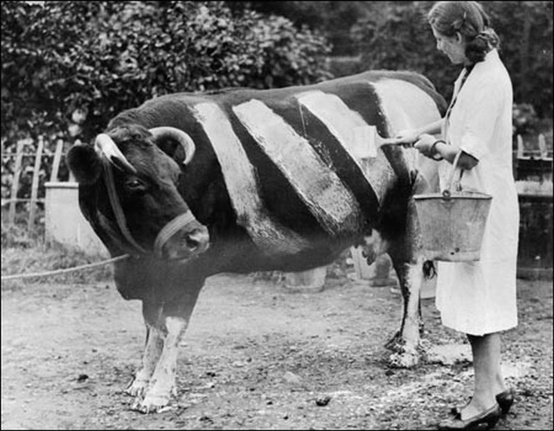 1941. Brit farmerek az elsötítés miatti balesetek megelőzésére, csíkosra festették teheneiket, hogy a világítás nélkül közlekedő autók könnyebben észre vegyék őket..jpg