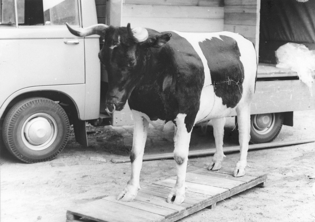 1969_sikertelen_menekules_egy_trojai_tehenben_egy_18_eves_lany_bukott_le_a_tehenben_miutan_ket_masik_keletnemetet_korabban_atjuttattak_benne_a_sofort_penzert_valtottak_ki_az_nszk-bol2.jpg