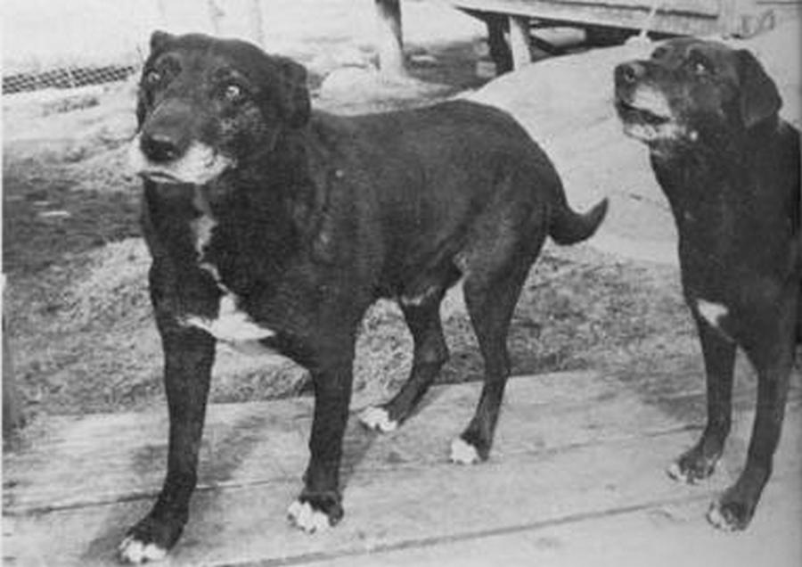 1980. Egy mára kihalt kutyafajta utolsó példányai. St John's Water Dogs..jpg
