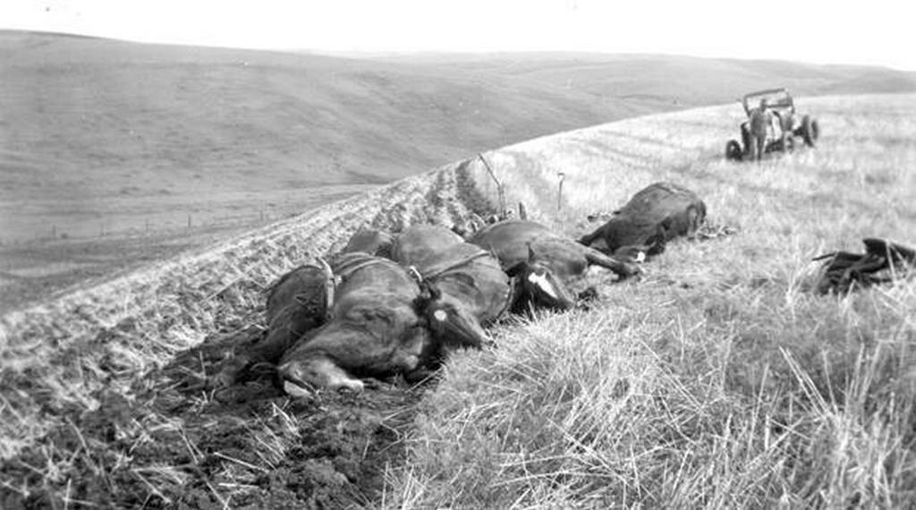 1940. Washington állam. Egy farmert és nyolc lovát vilámcsapás érte. Csak a férfi és egy ló élte túl..jpg