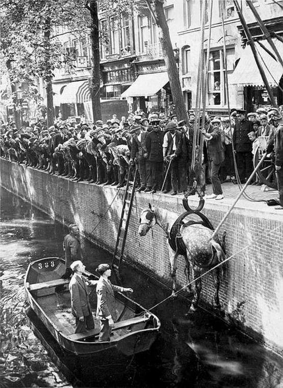 1929_rescuing_a_horse_that_fell_in_the_canal_amsterdam.jpg