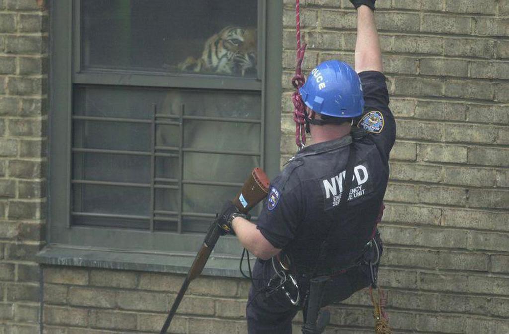 2003_a_nyc_police_officer_comes_face-to-face_with_ming_a_350_lb_tiger_secretly_living_in_an_apartment_in_harlem.jpg