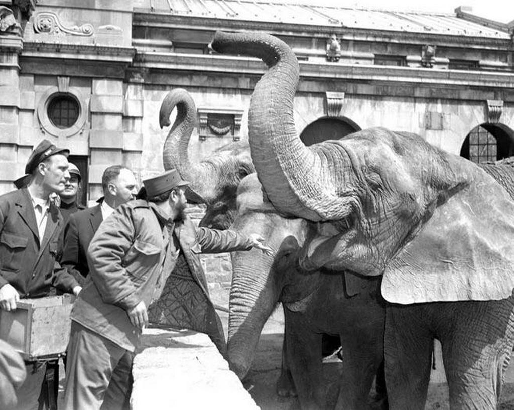 1959_fidel_castro_tosses_a_peanut_to_an_elephant_at_the_bronx_zoo.jpg