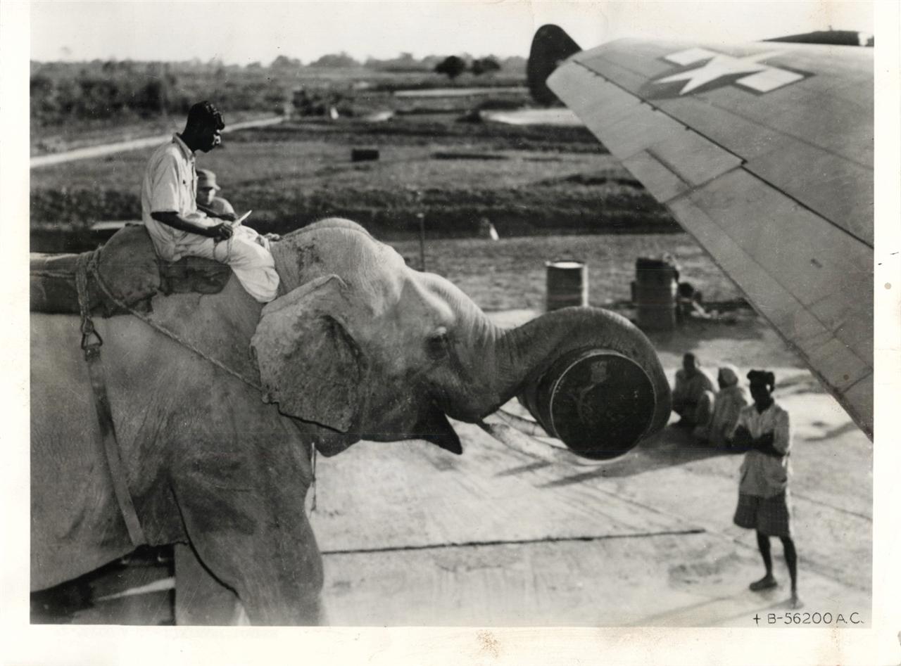 1940-es évek. Elefántokkal rakodnak be egy C-46-os teherszállítóba, valahol Délkelet-Ázsiában..jpg