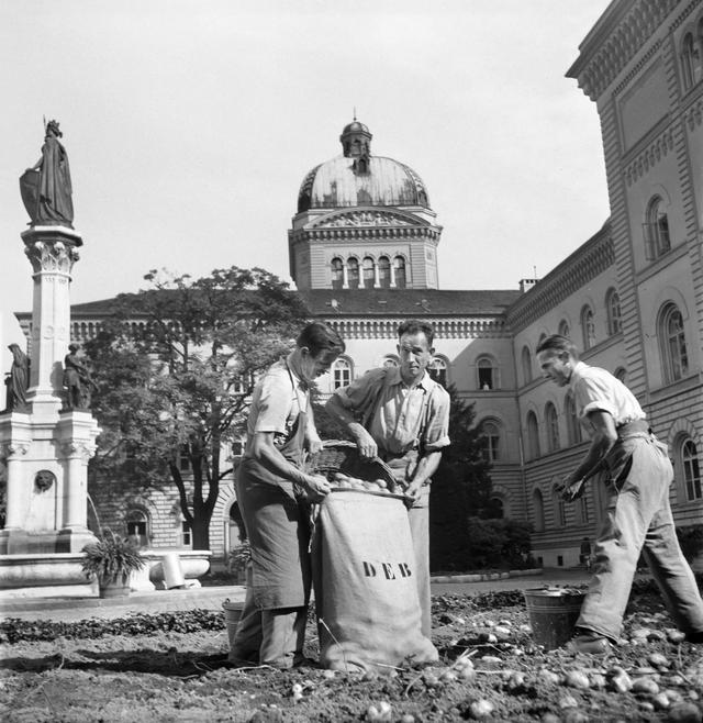 1944_potatoes_being_harvested_in_front_of_the_swiss_parliament_in_bern_to_combat_food_shortages_during_ww2.jpg