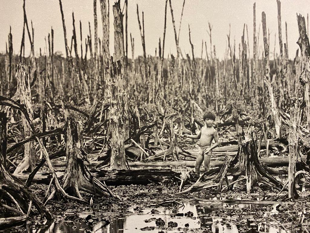 1976_aftermath_of_the_vietnam_war_mangrove_forest_destroyed_by_agent_orange.jpg