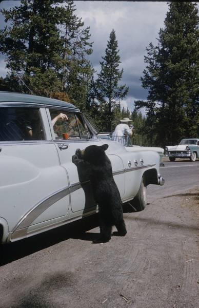 1950-es évek. Turisták etetnek egy medvebocsot a Yellowstone nemzeti parkban..jpg