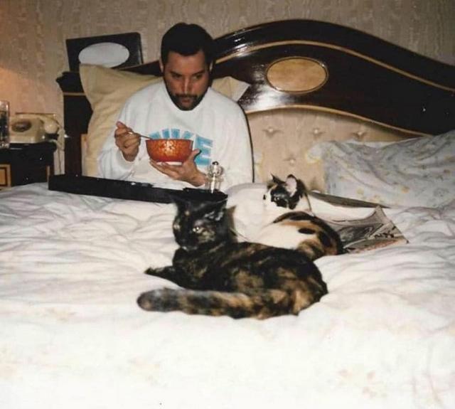 1987_freddie_mercury_eating_soup_in_bed_with_his_cats.jpg