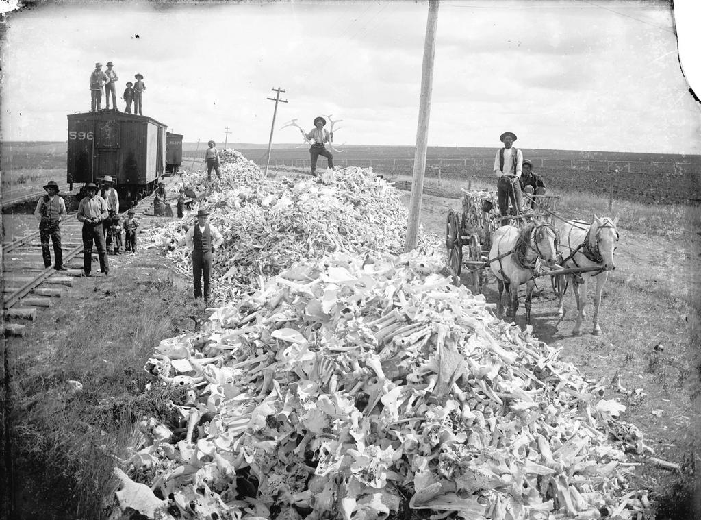 1888_piles_of_hunted_bison_bones_waiting_to_be_shipped_east_by_rail_to_be_used_for_fertilizer_gunpowder_and_in_the_sugar_refining_process_alberta_canada.jpg