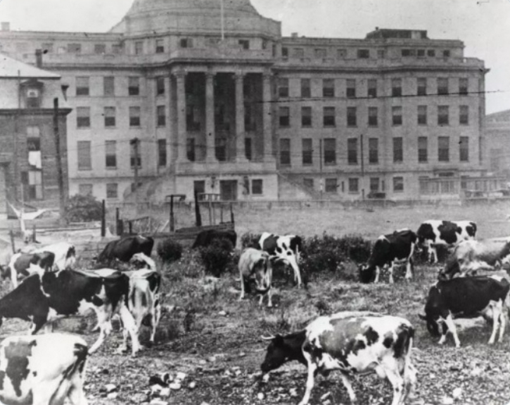 1905_korul_children_s_hospital_in_boston_kept_cows_on_site_from_1869-1930_to_provide_fresh_milk_to_patients.png