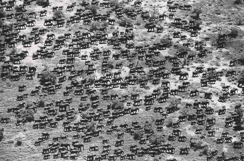 1976_how_big_elephant_herds_used_to_be_tsavo_kenya_cr.jpg
