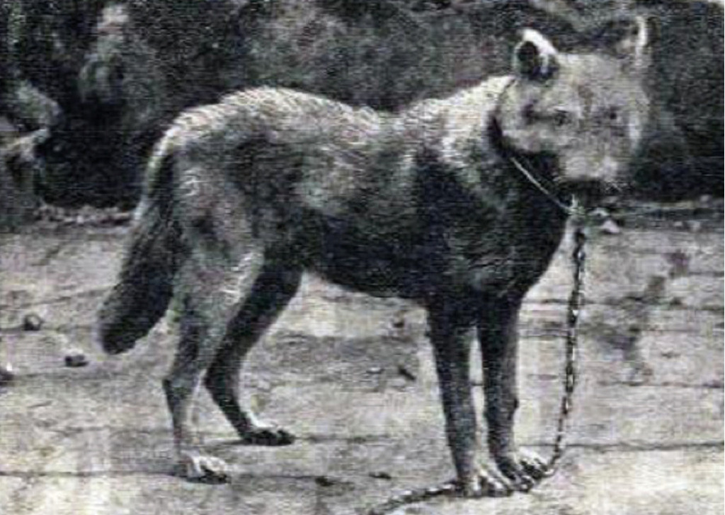 1914_this_is_the_only_extant_photograph_of_a_live_sicilian_wolf_canis_lupus_cristaldii_which_was_a_subspecies_of_grey_wolf_that_was_endemic_to_sicily_and_declared_extinct_in_1924.jpg