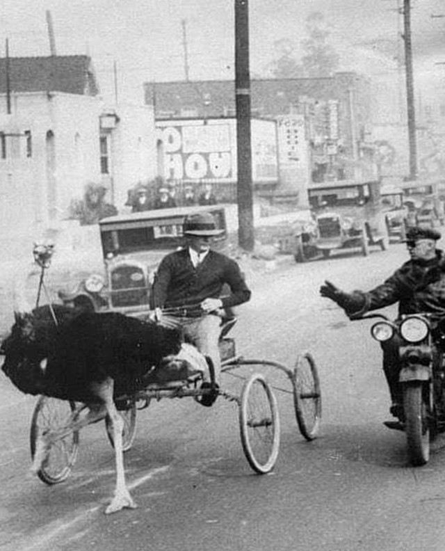 1930_korul_an_ostrich_carriage_beeing_stopped_by_the_police_for_crossing_the_speed_limit_los_angeles.jpg