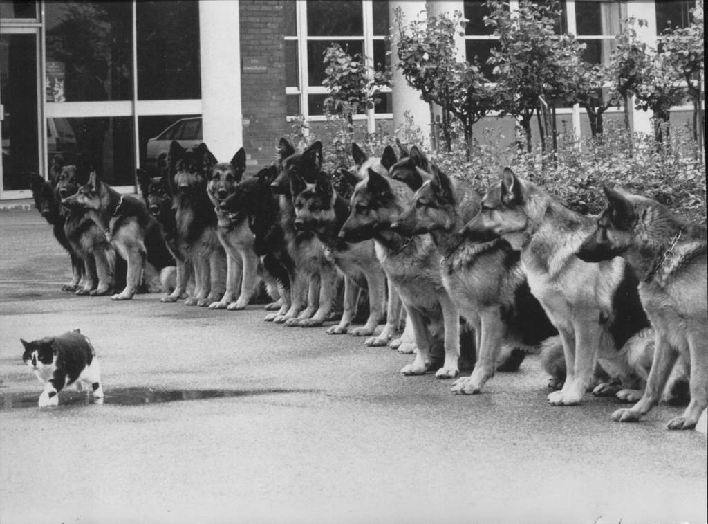 1987_a_cat_and_trained_german_shepherds_the_final_exam_for_police_service_dogs_germany.jpg