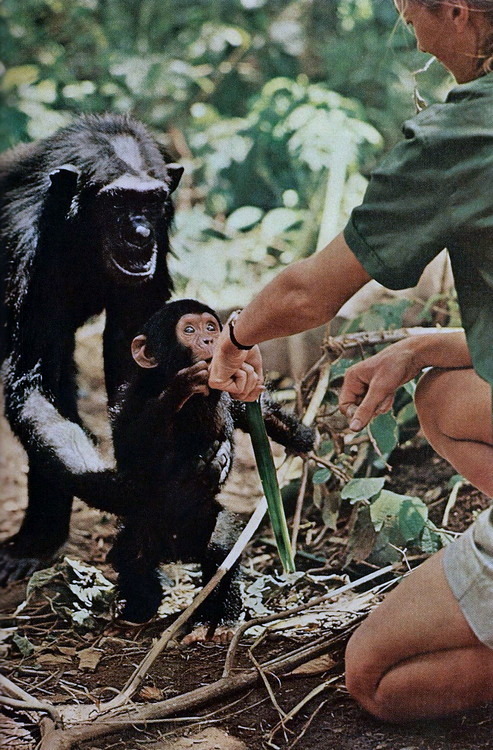 1965. Anyja engedi a kis csimpánzt, hogy kapcsolatot létesíthessen Jane Goodall kutatónővel egy tanzániai vadasparkban..jpg