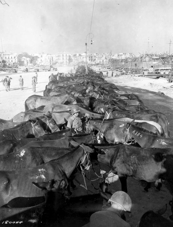 1943_u_s_army_mules_are_tied_in_a_long_picket_line_at_the_docks_in_palermo_sicily_before_being_loaded_on_a_boat_for_the_invasion_of_italy.jpg