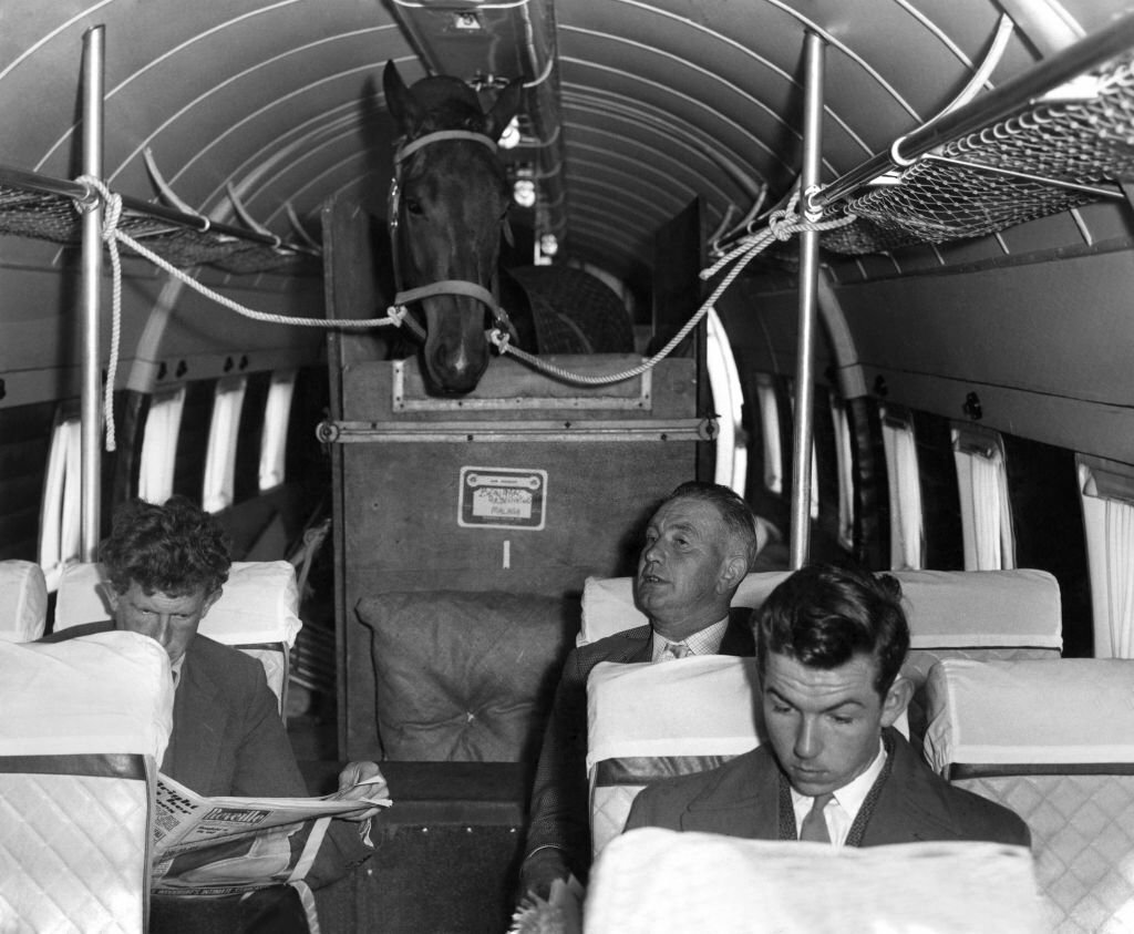 1961_horse_loaded_into_a_viking_aircraft.jpg