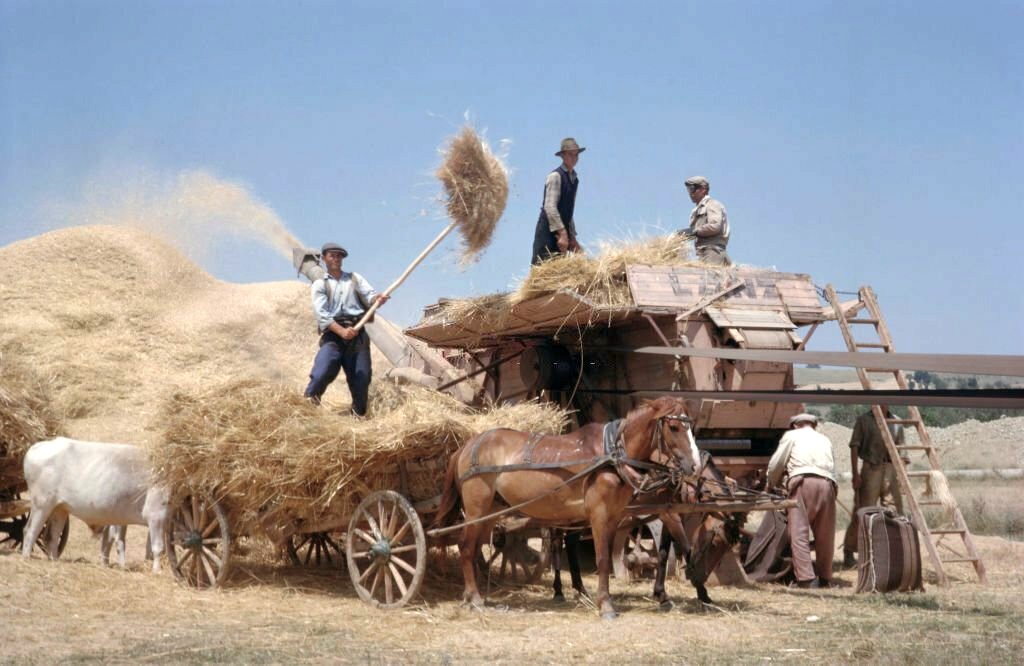 1960_farm_workers_fork_harvested_wheat_from_a_horse_drawn_cart_into_a_threshing_machine_on_a_farm_near_the_city_of_tekirdag_turkey.jpg