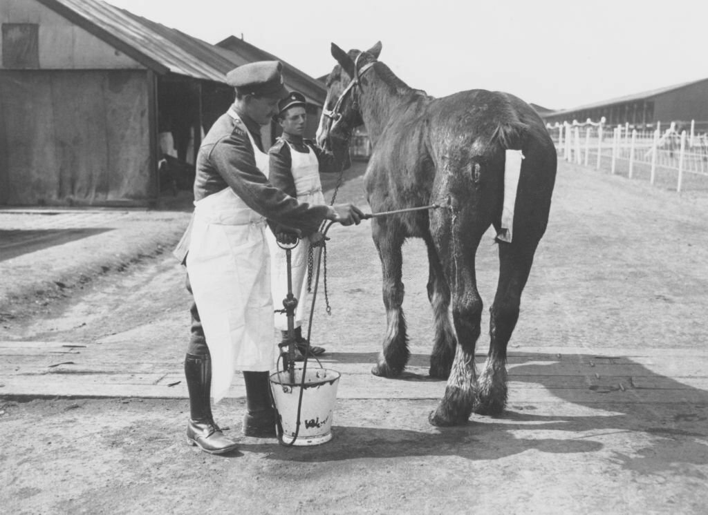 1918_cleaning_a_horse_s_shrapnel_wounds_at_a_veterinary_hospital_abbeville.jpg
