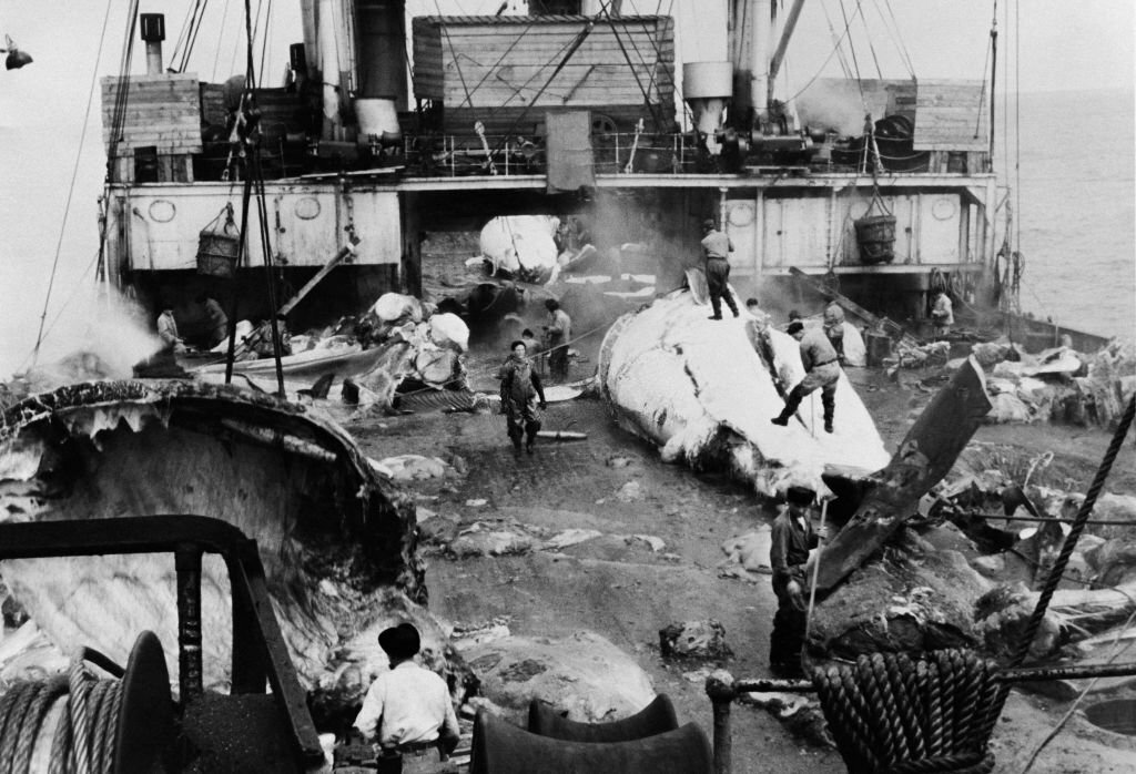 1945_whalers_cut_open_a_whale_on_the_soviet_whaling_boat_slava.jpg