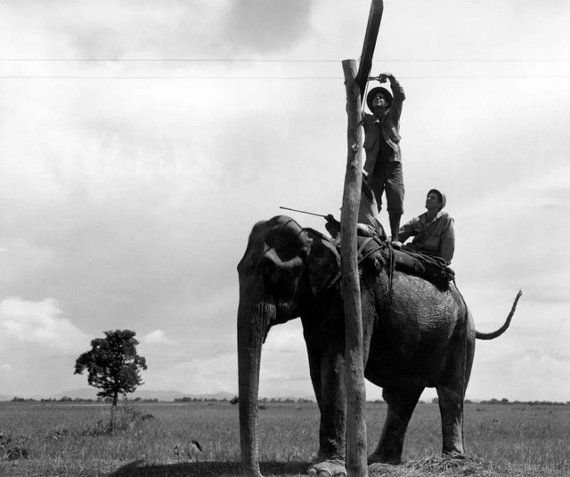 1944_two_engineers_on_elephant_back_checking_the_telephone_lines_in_assam_british_raj.jpg