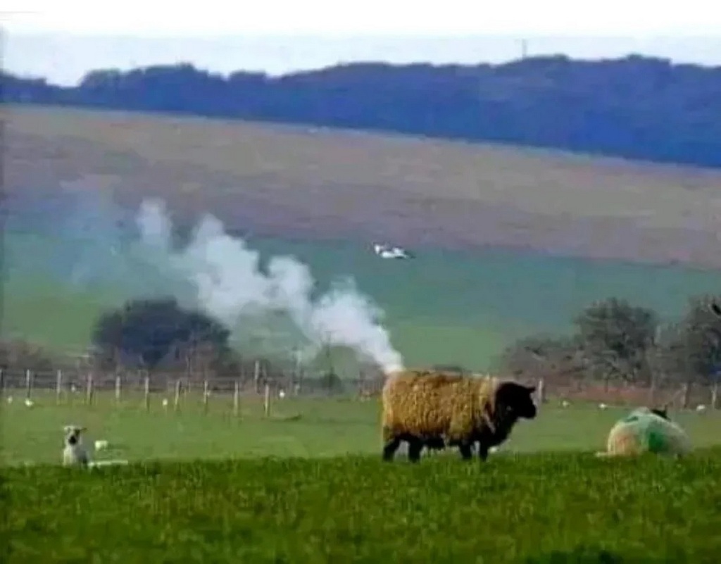 1968_freddy_firebox_the_last_of_the_coal_powered_sheep_in_england.jpg