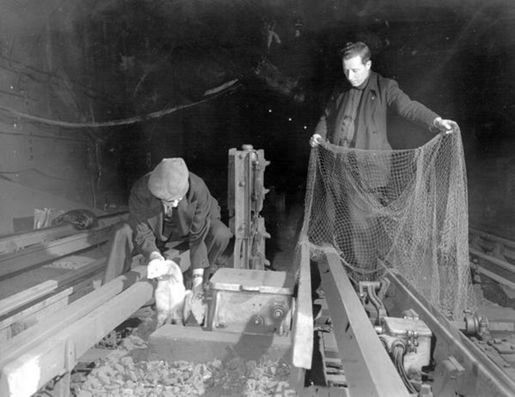 1950-es_evek_londoni_patkanyirtok_a_metroban.jpg