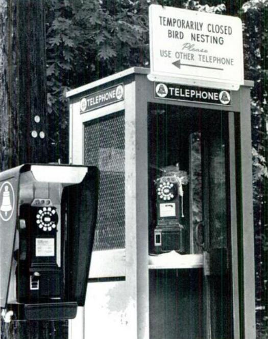 1966_a_substitute_telephone_was_installed_to_protect_a_robin_that_built_its_nest_in_a_phone_booth_white_oak_maryland_cr.jpg