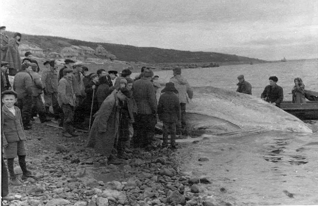 1948_eltevedt_balna_holtteste_a_jenyiszej_folyon_dugyinkanal_a_balna_csaknem_400_kilometert_haladt_felfele_az_edesvizben_mire_elpusztult_cr.jpg