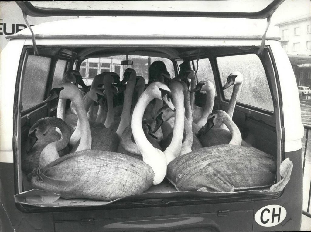 1975_swans_for_south-africa_and_south-america_in_all_the_swiss_swans_were_collected_and_transported_to_milano_italy_by_car.jpg