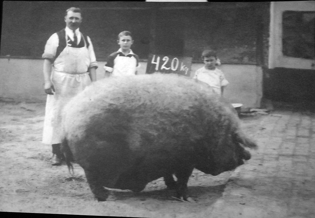 1922_master_butcher_torok_sandor_with_two_of_his_sons_and_prize_420_kilogram_mangalica_pig_torokszentmiklos_hungary.jpeg