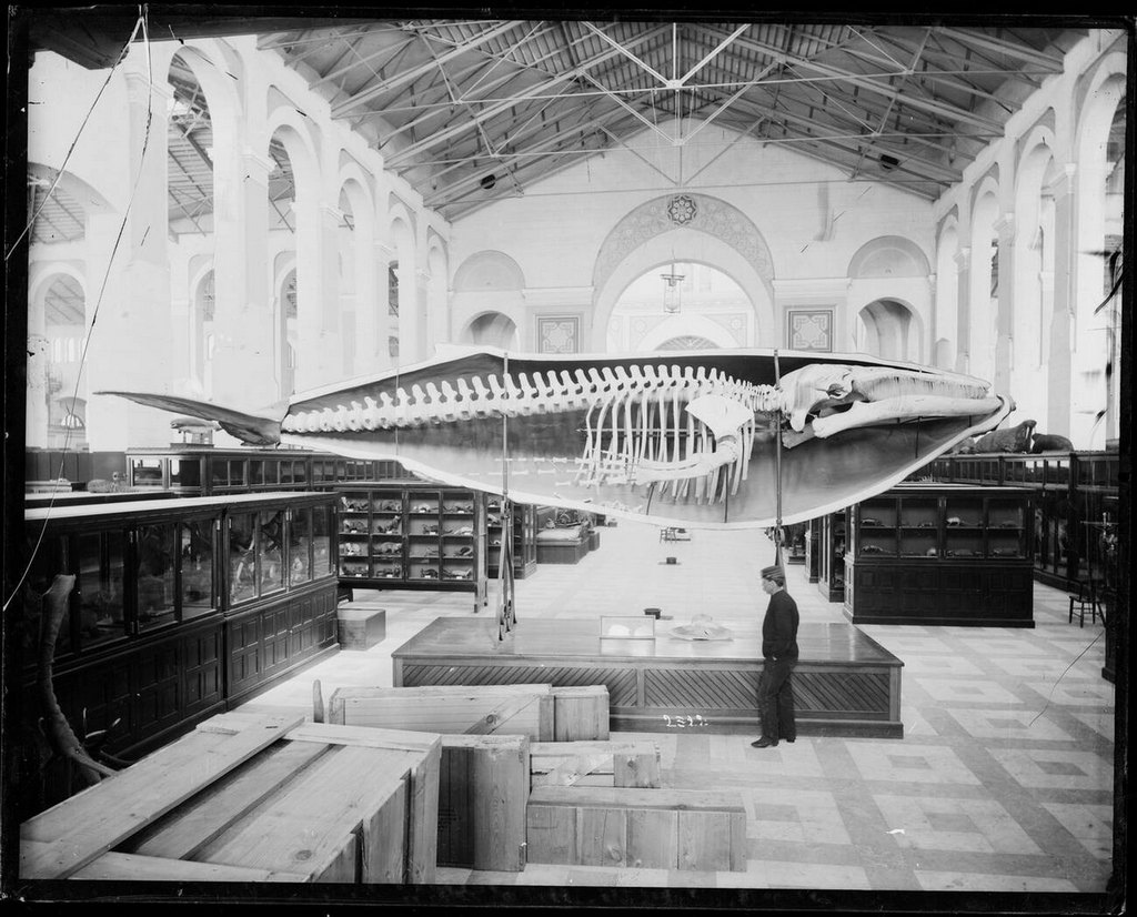 1887_mammals_exhibit_in_the_south_hall_of_the_united_states_national_museum_usnm_now_known_as_the_arts_and_industries_building_before_the_relocation_to_smithsonian.jpg