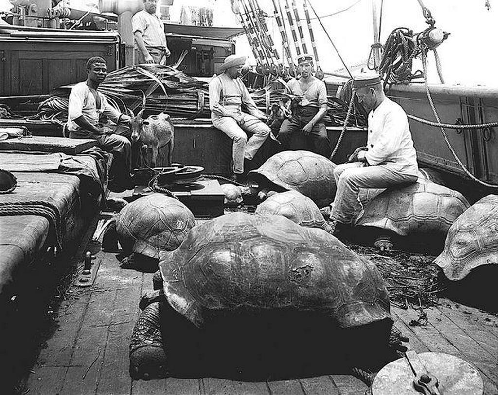 1899_turtles_of_the_seychelles_to_the_crew_of_the_german_ship_valdivia_which_at_that_time_was_conducting_extensive_oceanographic_research.jpeg