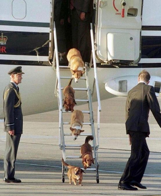 1998_the_royal_corgis_getting_off_the_queen_s_plane_in_london.jpeg