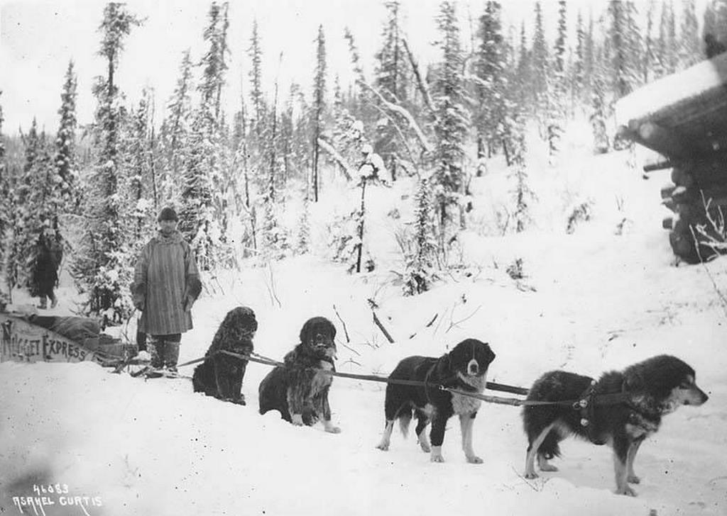 1898_dog_sled_team_near_dawson_city_yukon_to_klondike.jpeg